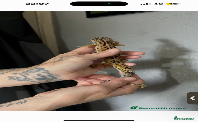 Leopard Gecko reptiles for sale - Advert 1