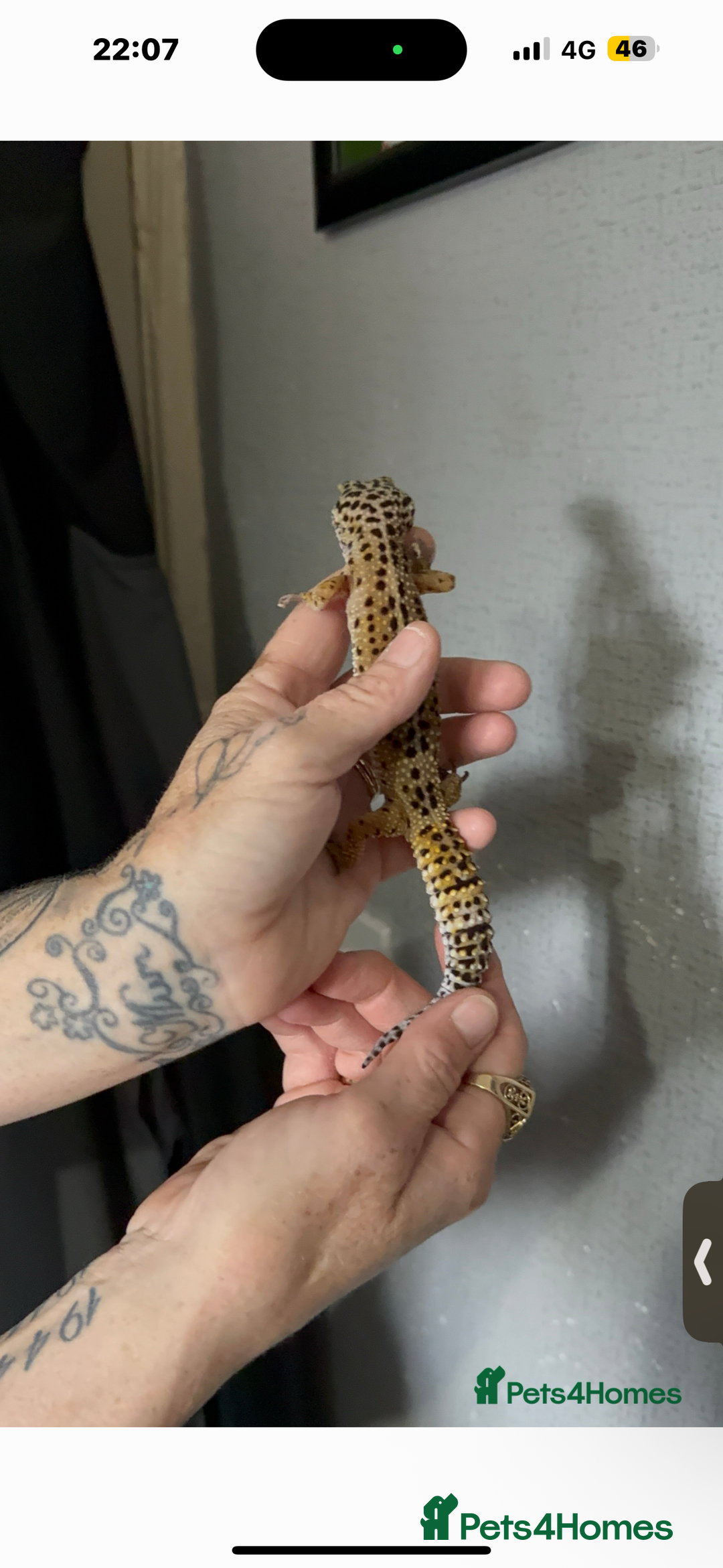 Leopard Gecko reptiles for sale: Leopard gecko with full set up included  - Image 1