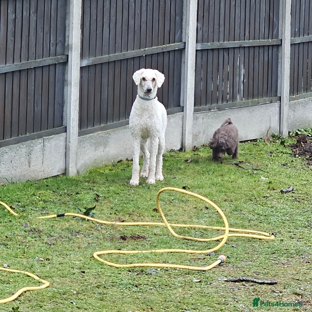 Standard Poodle dogs for sale: Standard poodle for rehome - Advert 2