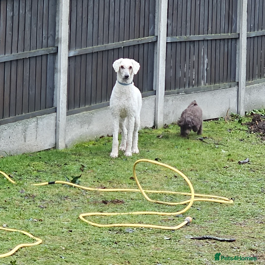 Standard Poodle dogs for sale: Standard poodle for rehome - Advert 2