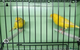 Canaries birds for sale: Canaries  - Image 2