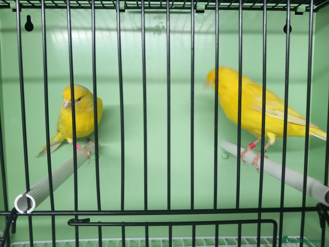 Canaries birds for sale: Canaries  - Image 2