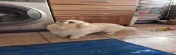 Pekingese dogs for sale: cream and white male - Advert 3