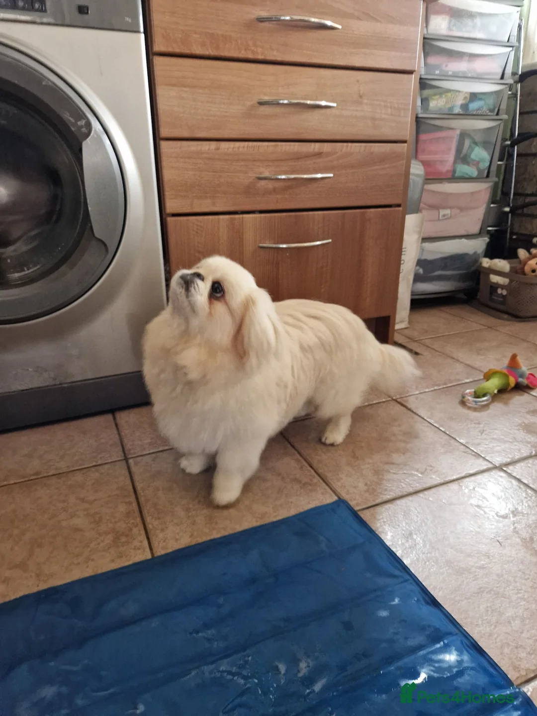 Pekingese dogs for sale: cream and white male - Advert 3