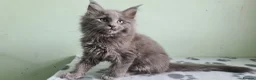 Maine Coon cats for sale: Maine coon kittens registered with GCCF - Advert 15