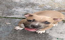 Mixed Breed dogs for sale: staffy x mixed breed. read description for more - Advert 6
