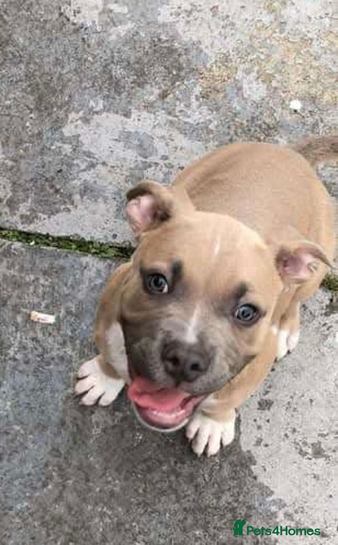 Mixed Breed dogs for sale: staffy x mixed breed. read description for more - Advert 6