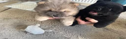 Chow Chow dogs for sale: 5 X chow chow class 1 kc registered  in Manchester - Advert 3