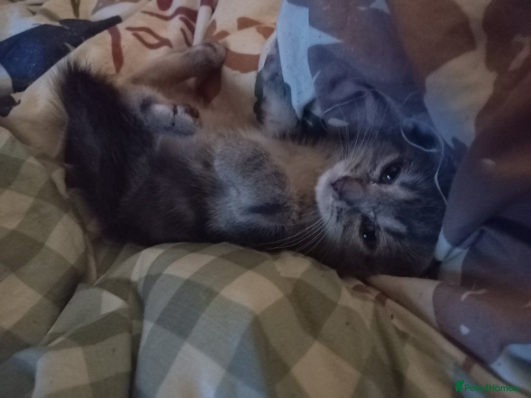 Mixed Breed cats for sale: 9 week old kittens  - Image 9