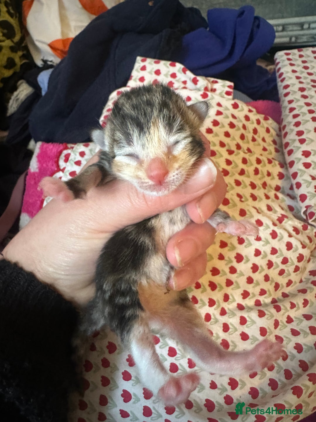 Mixed Breed cats for sale: X 3 Mixed tabby kittens - Advert 6