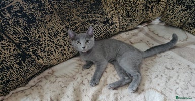 Russian Blue cats - Advert 6