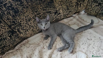 Russian Blue cats **TICA full pedigree Russian Blue kittens - Advert 1