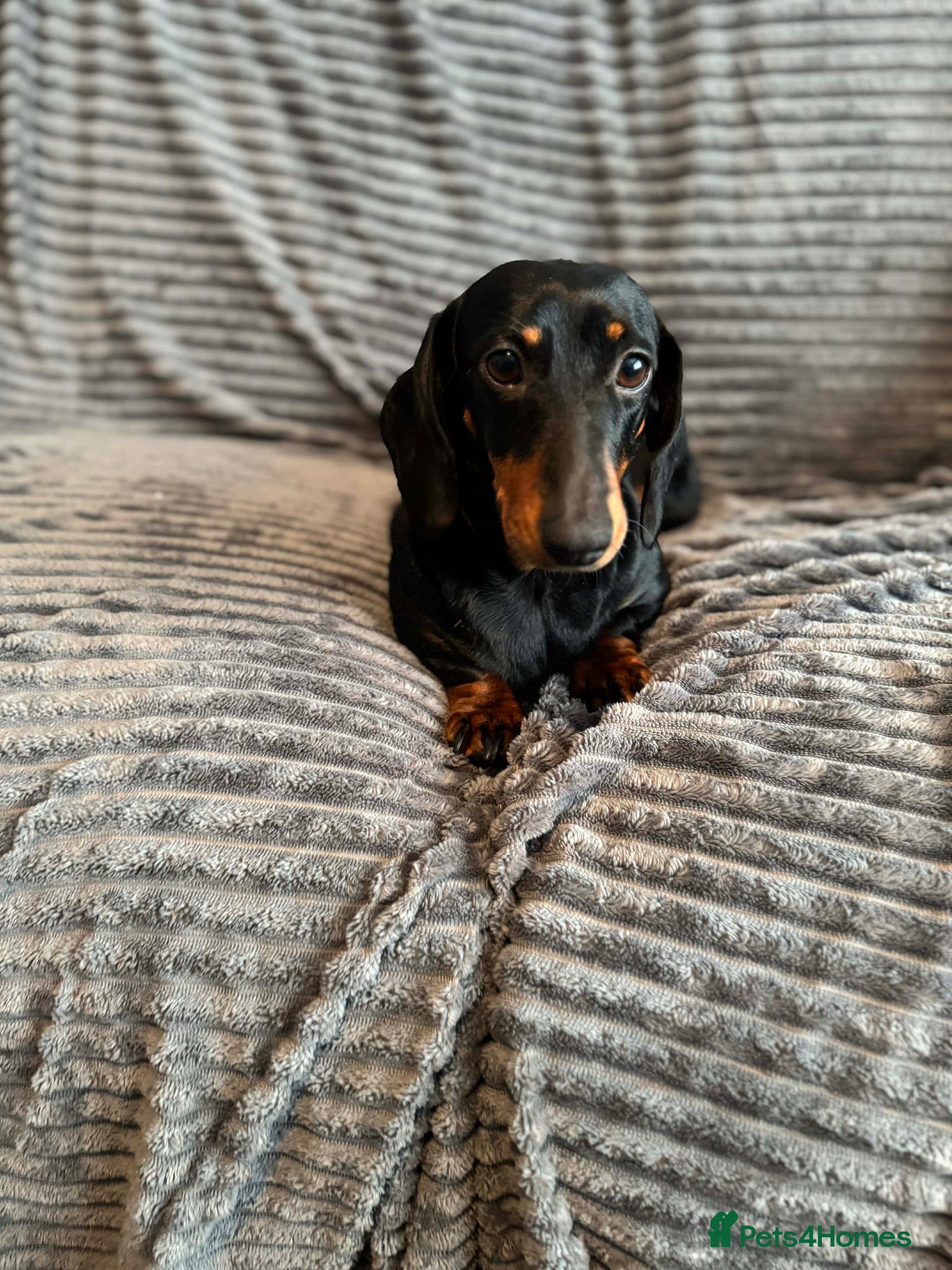 Dachshund dogs KC registered Black and Tan dachshund girl  - Advert 17