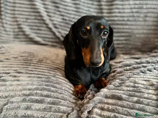 Dachshund dogs KC registered Black and Tan dachshund girl - Advert 17