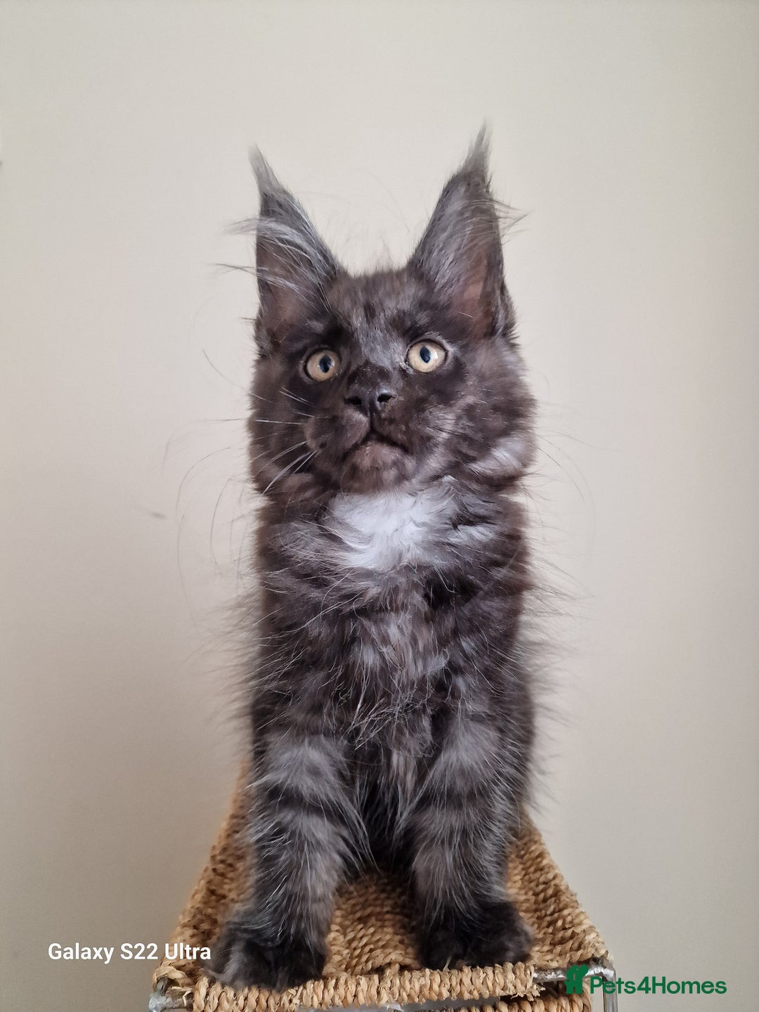 Maine Coon cats for sale: 🥰MC Kittens🥰 - Image 6