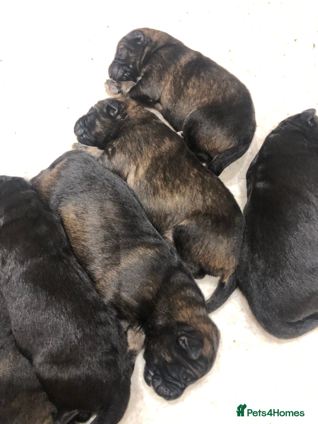 German Shepherd dogs for sale: KC HEALTH TEST LONG HAIRED GERMAN SHEPHERD PUPPIES - Advert 5