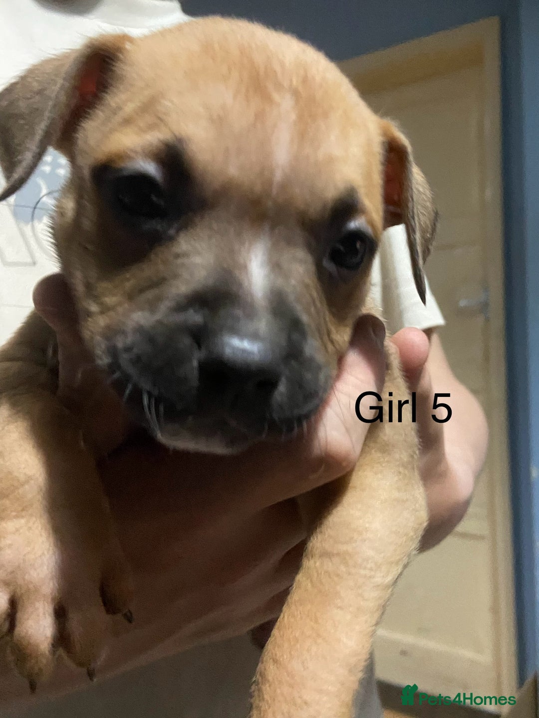 Mixed Breed dogs for sale: Staff x American pocket bully pups  - Image 2