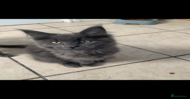 Maine Coon cats - Advert 13