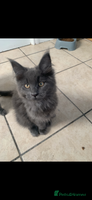 Maine Coon cats - Advert 2