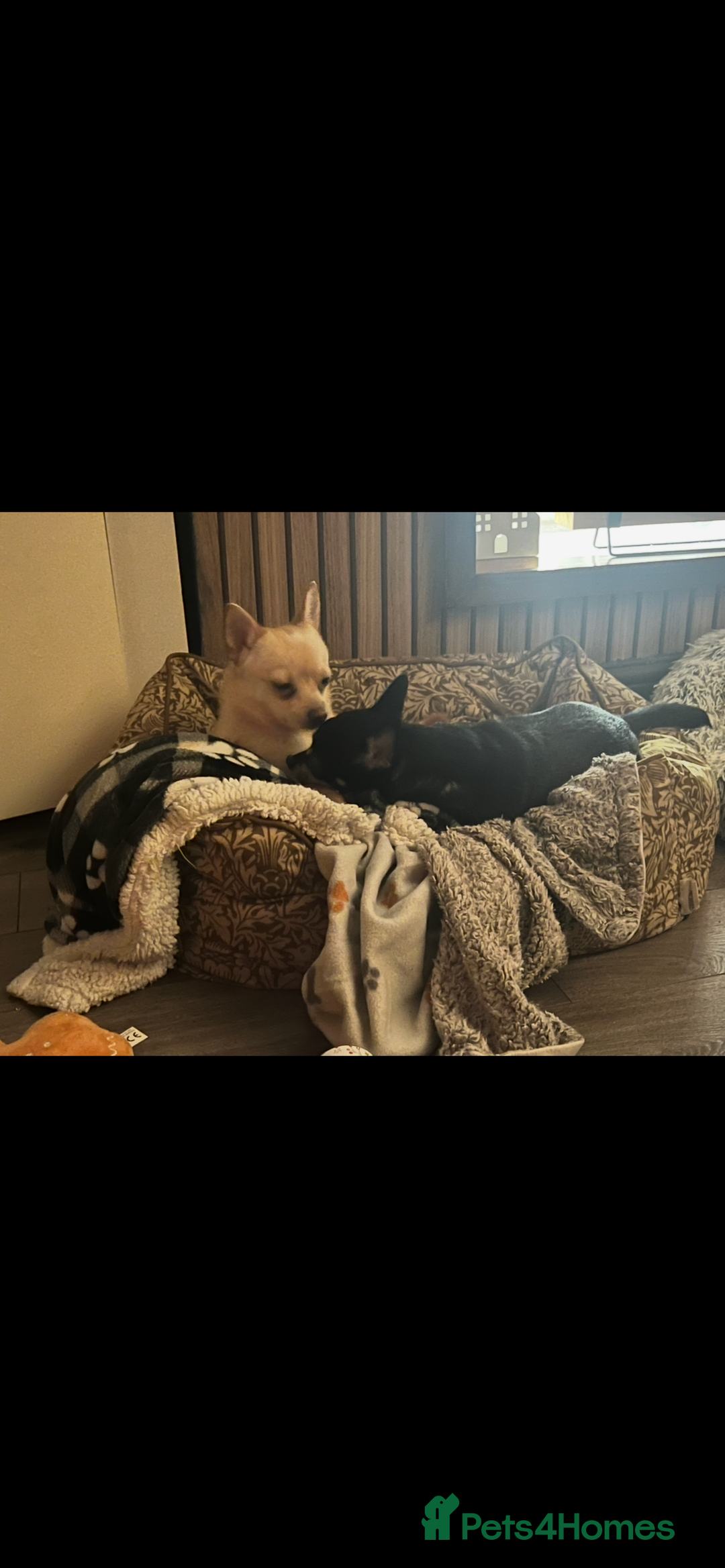 Pomchi dogs for sale: 9 month old female pomchi for rehoming.  - Advert 6