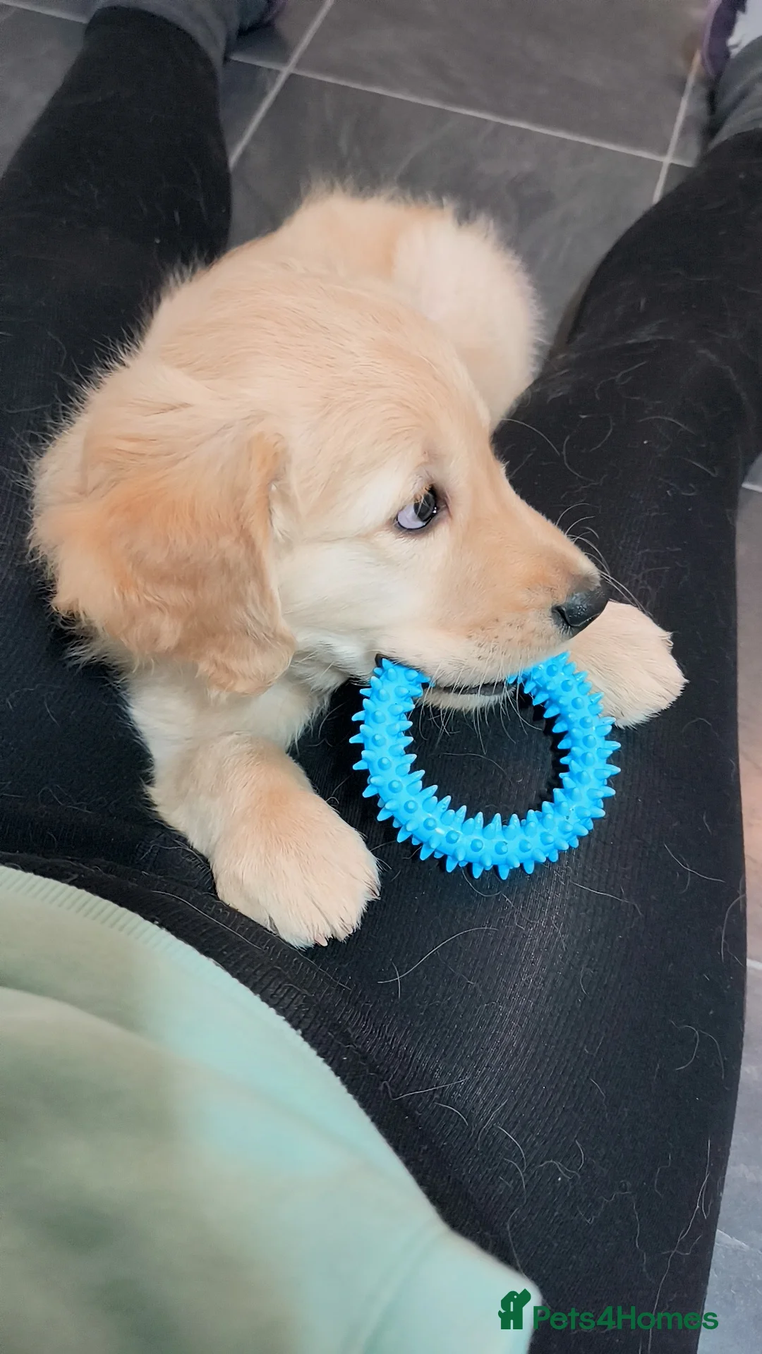 Golden Retriever dogs for sale: 🐶Gorgeous golden retriever puppies  - Advert 2