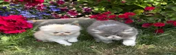 Exotic cats for sale: Exotic male kittens  - Advert 13