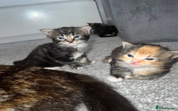 British Shorthair cats for sale: Female kittens - Image 12