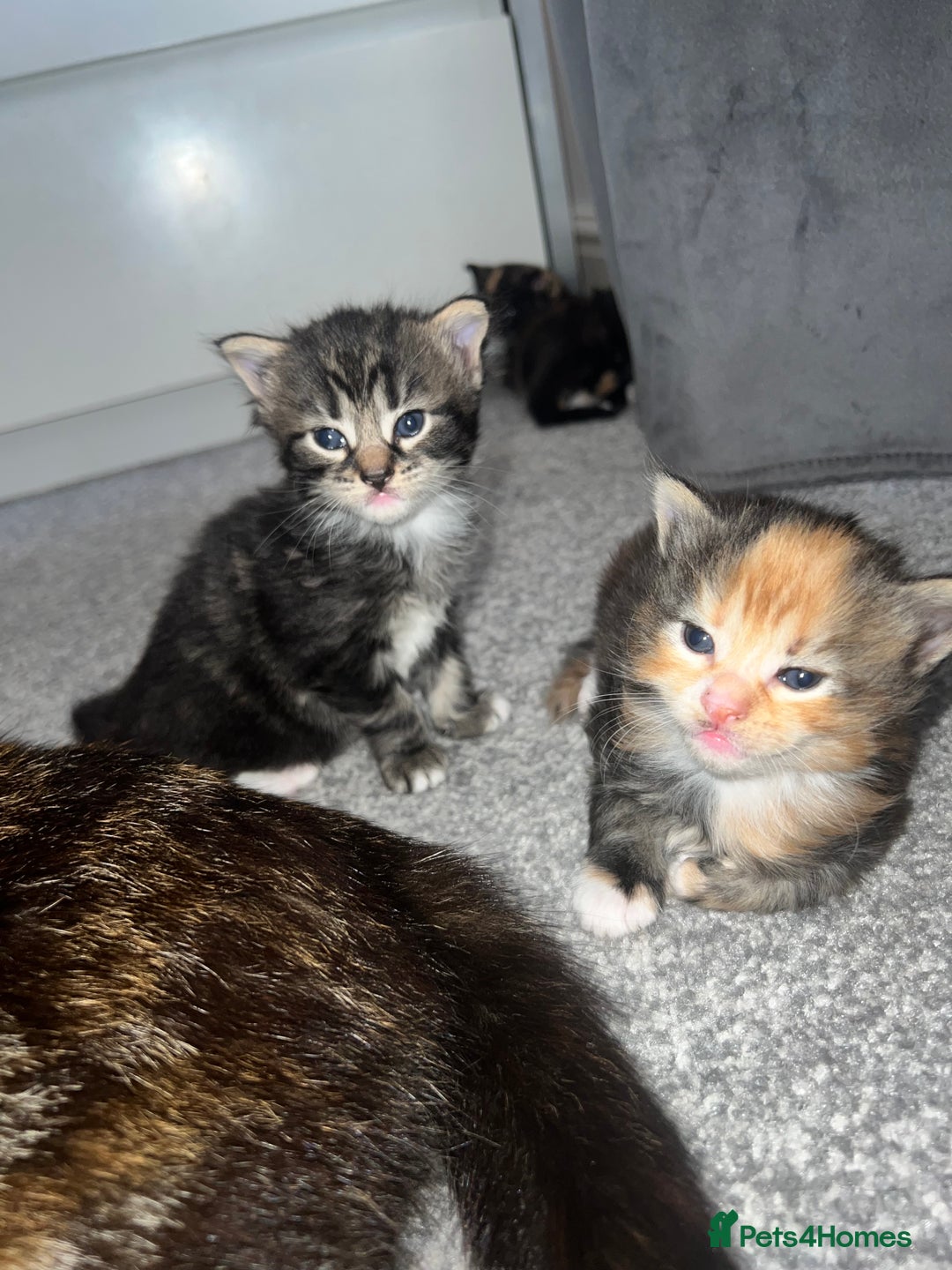 British Shorthair cats for sale: Female kittens - Image 12