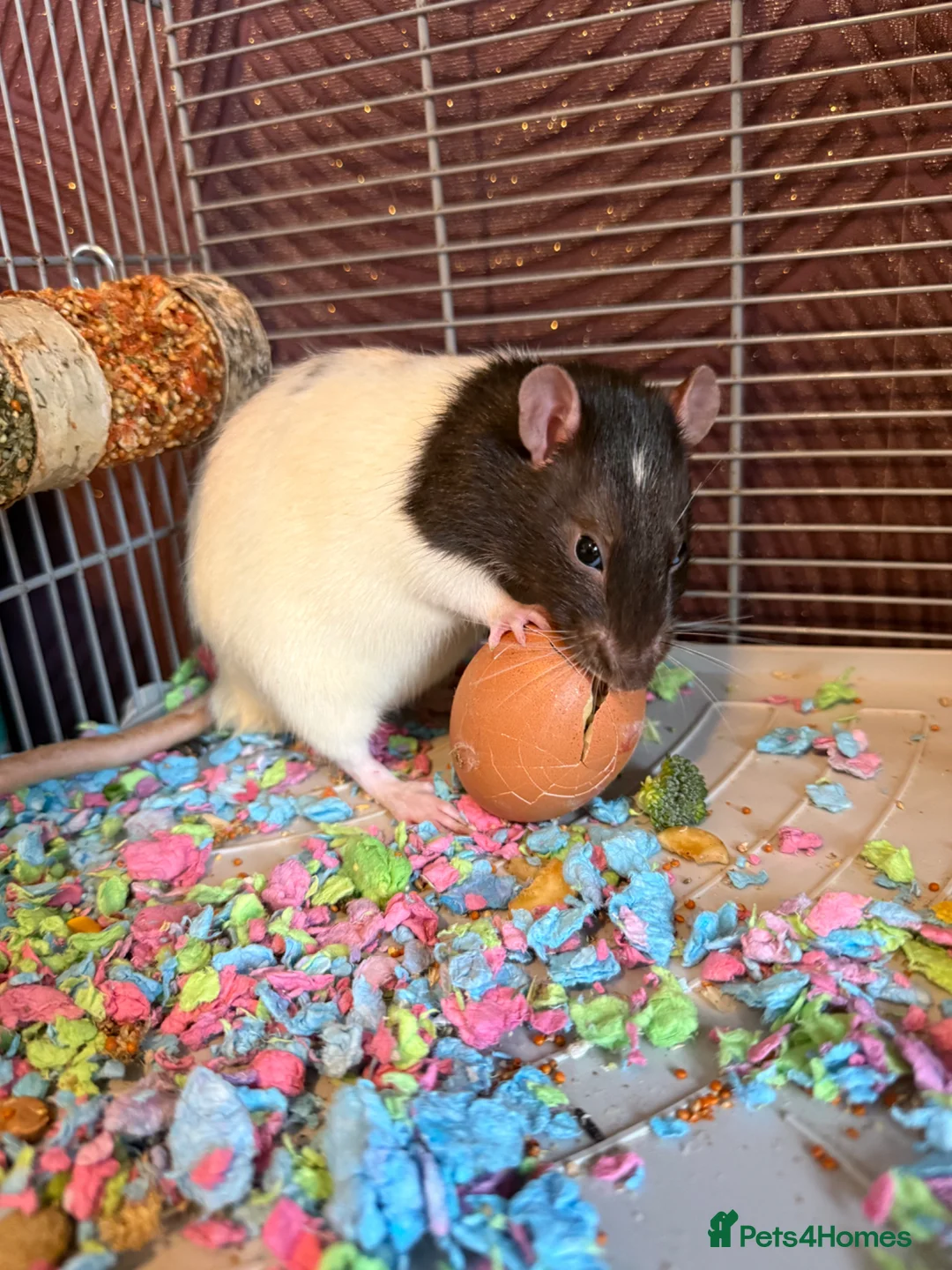 Rat rodents for sale: 9 month old tame male rats & set up - Advert 6