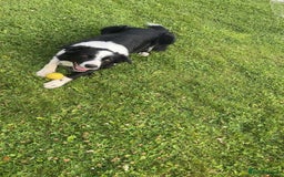 Border Collie dogs for sale: MAX 3.5 years old male - Image 5