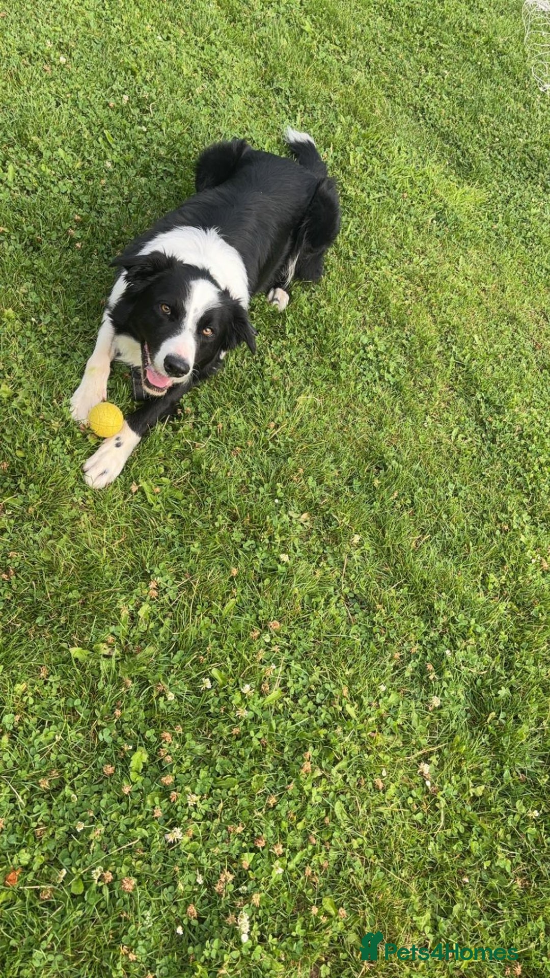 Border Collie dogs for sale: MAX 3.5 years old male - Image 5