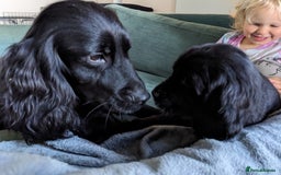 Sprocker dogs for sale: Last Sprocker puppy remaining - Image 3