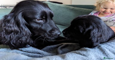 Sprocker dogs - Advert 10