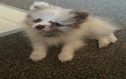 Pomeranian dogs for stud: Obi (for stud only)  - Image 7