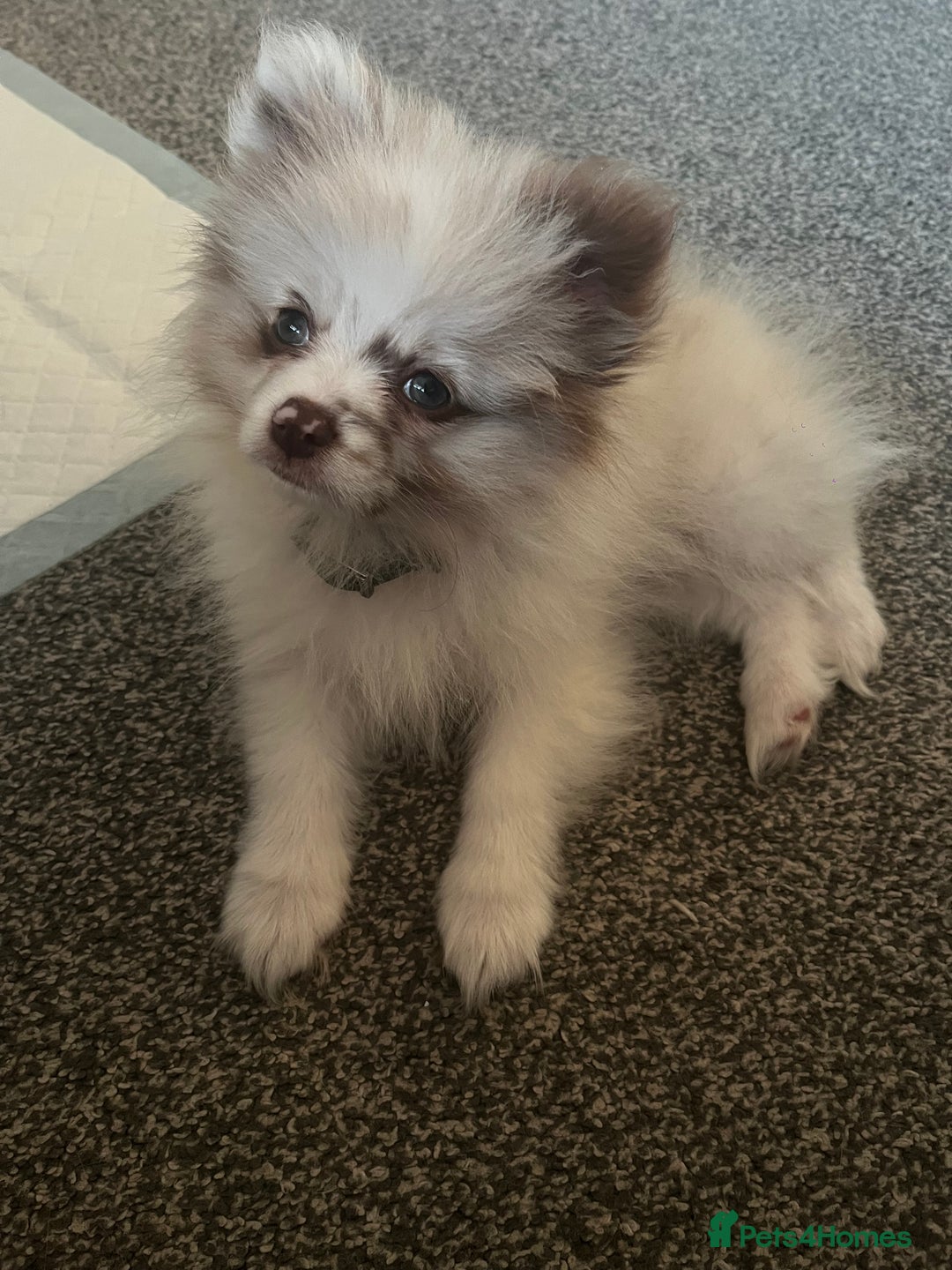 Pomeranian dogs for stud: Obi (for stud only)  - Image 7