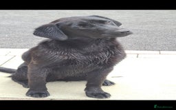 Labrador Retriever dogs for sale: Labrador puppies 🐶 ready to leave - Image 2
