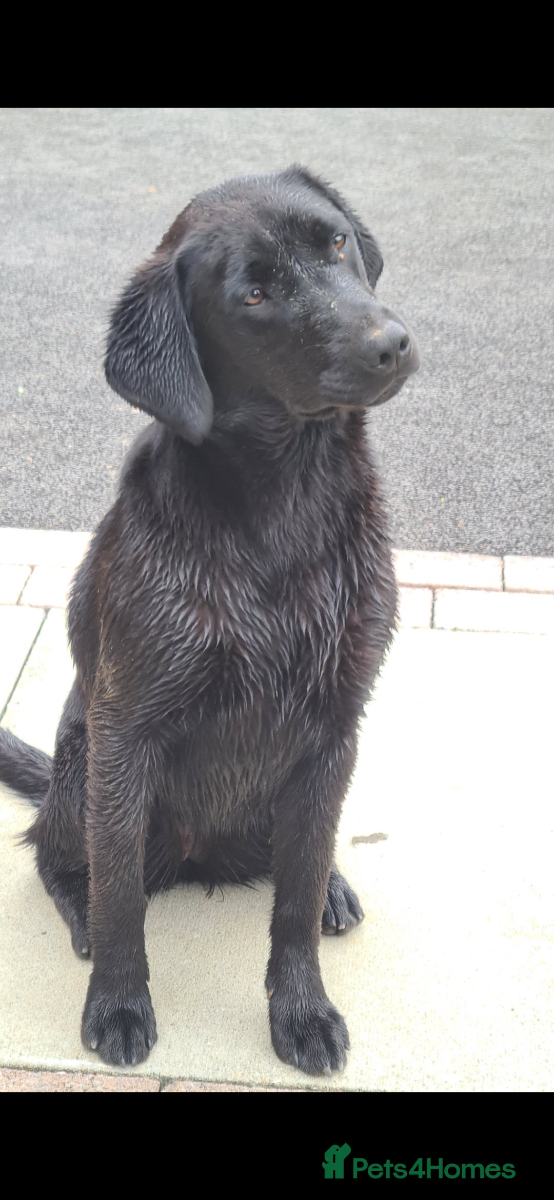 Labrador Retriever dogs for sale: Labrador puppies 🐶 ready to leave - Image 2