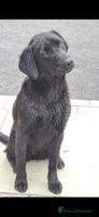 Labrador Retriever dogs - Advert 7