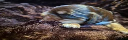 Cocker Spaniel dogs for sale: RKC SHOW COCKER SPANIEL PUPPY EXTENSIVELY HEALTH - Advert 11