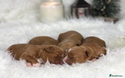 Cavapoo dogs for sale: Red F1 Cavapoo Ready to leave 20th December🐾🩵 - Advert 5