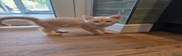 Maine Coon cats for sale: Maine Coon cross kitten ready to go in Gosport - Advert 2