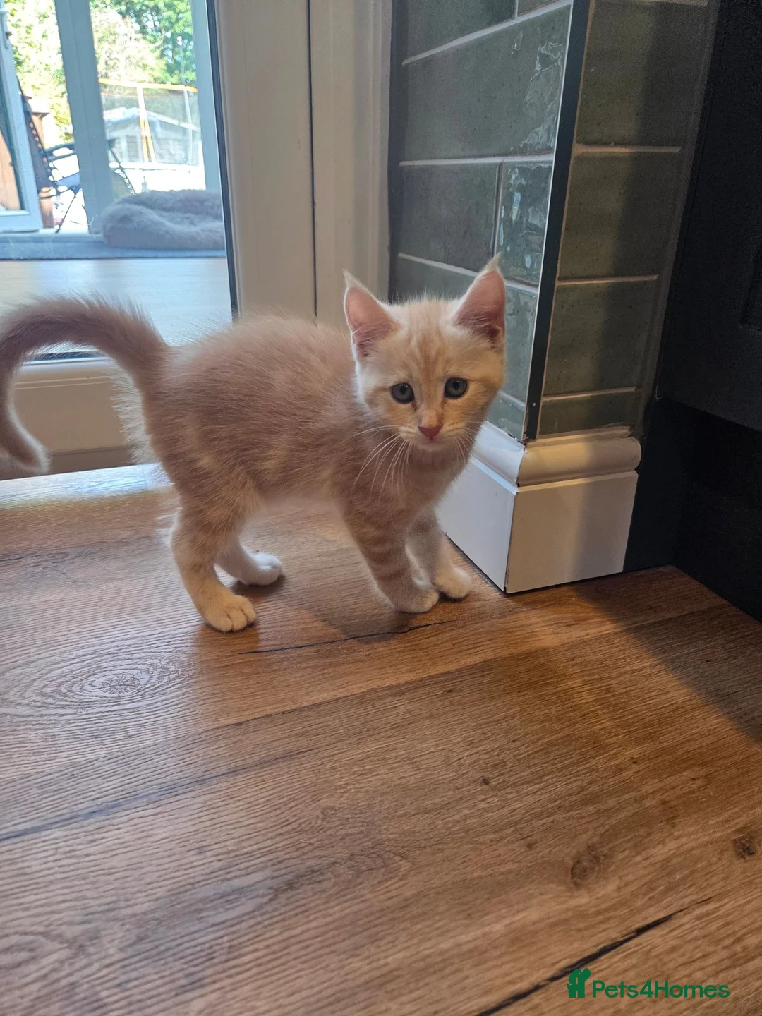 Maine Coon cats for sale: Maine Coon cross kitten ready to go in Gosport - Advert 2