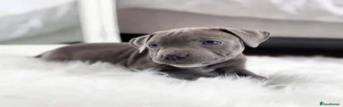 Staffordshire Bull Terrier 5