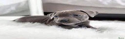 Staffordshire Bull Terrier dogs for sale: Stunning blue staffy pups  - Advert 2