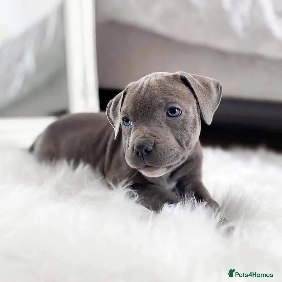Staffordshire Bull Terrier dogs for sale: Stunning blue staffy pups  - Advert 2