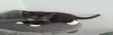 Scottish Fold 6