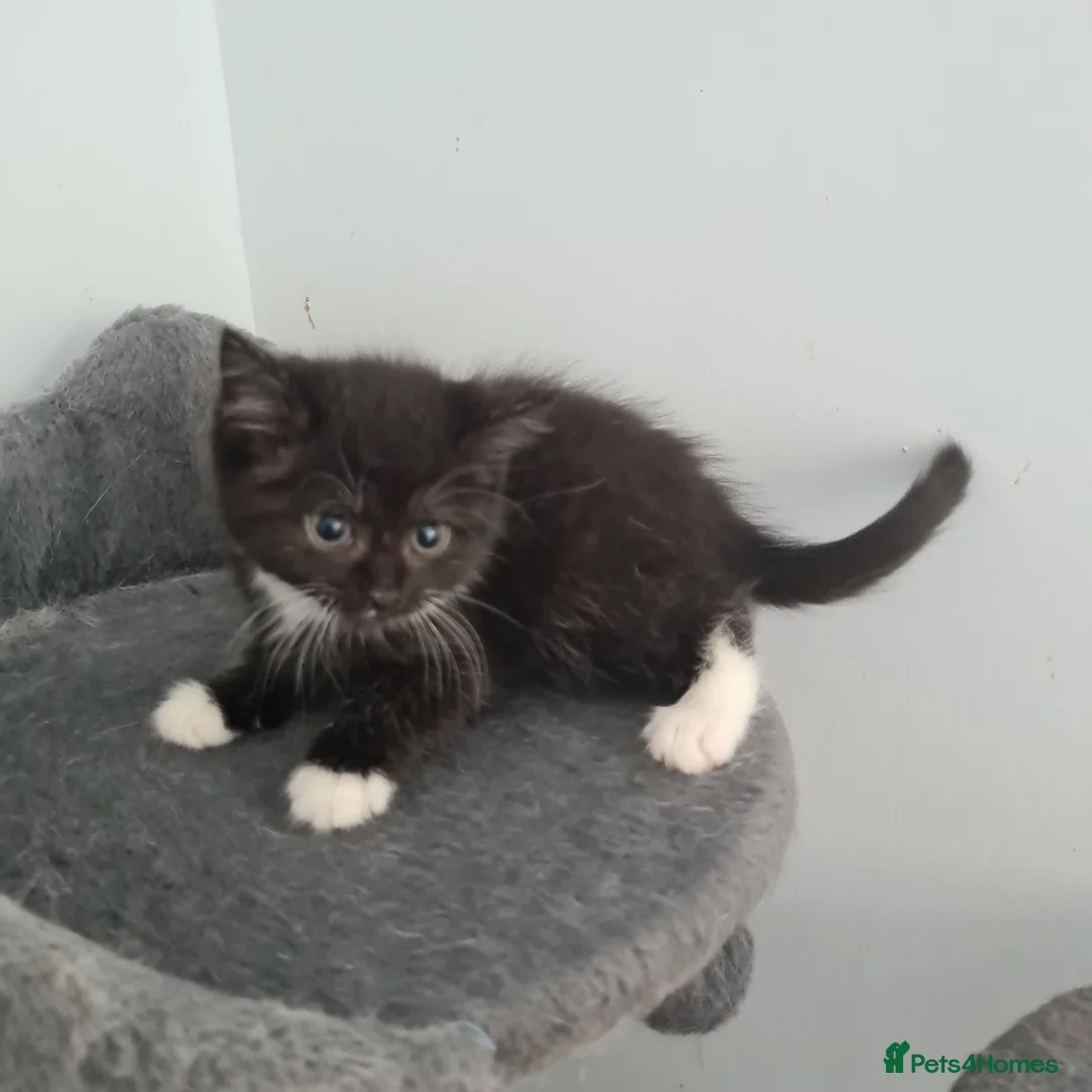 Scottish Fold cats for sale: 8 Scottish fold kittens - Advert 21