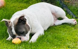Mixed Breed dogs for sale: 2 year old female bulldog - Image 2