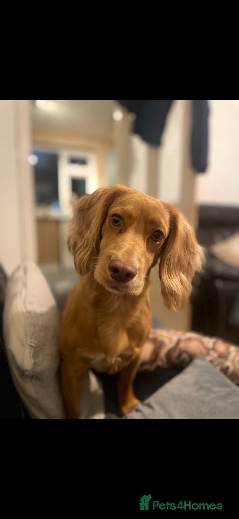 Cocker Spaniel dogs Health tested for stud  - Advert 18