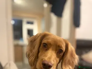 Cocker Spaniel dogs Health tested for stud - Advert 18